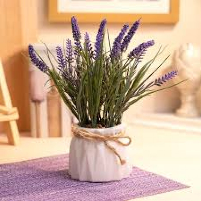 Лаванда в Сарыагаше