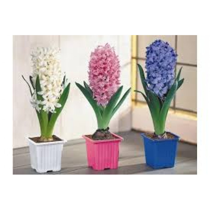 Гиацинты в Сарыагаше