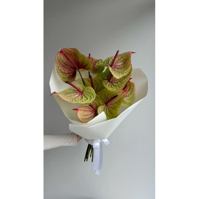 Антуриумы в Сарыагаше