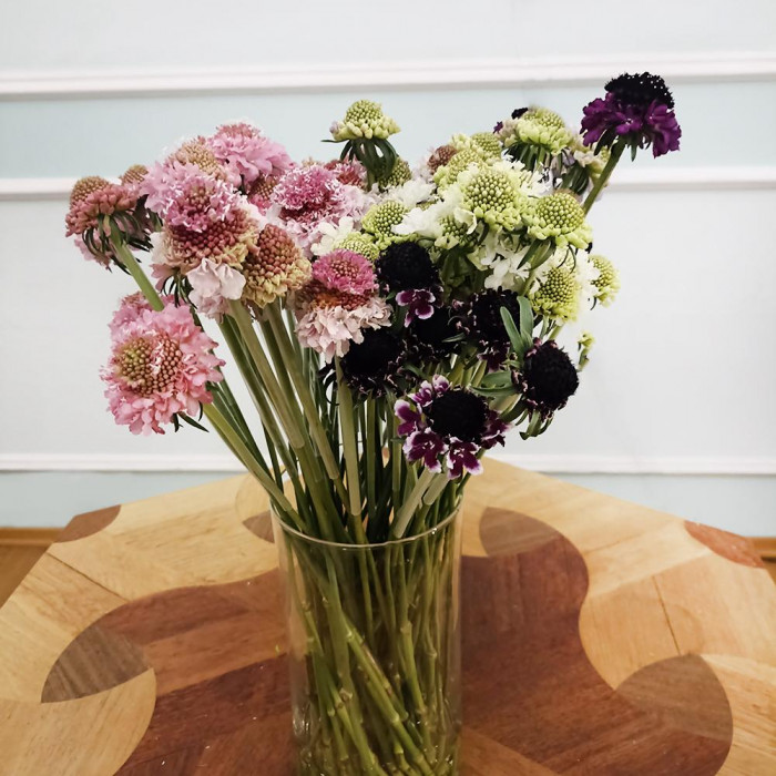 Скобиоза в Сарыагаше