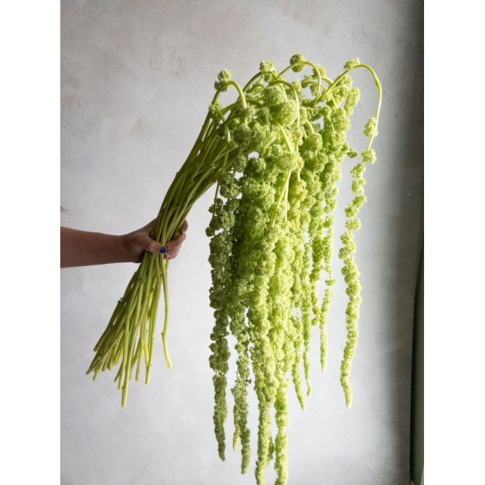 Амарантус в Сарыагаше