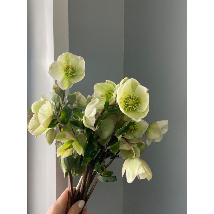 Хелеборус в Сарыагаше