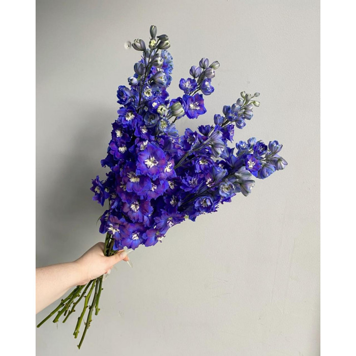 Делфиниум в Сарыагаше