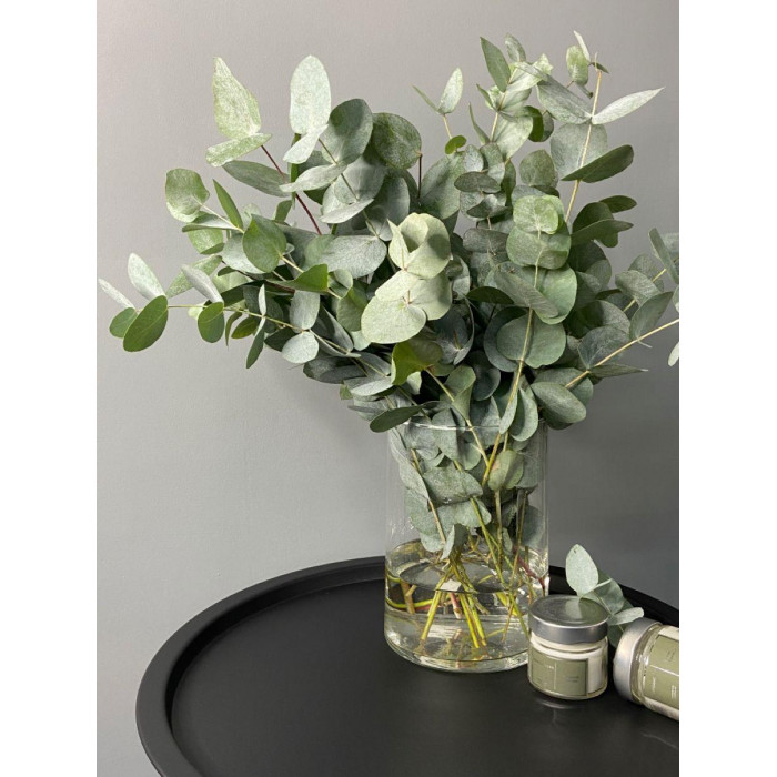 Эвкалипт в Сарыагаше