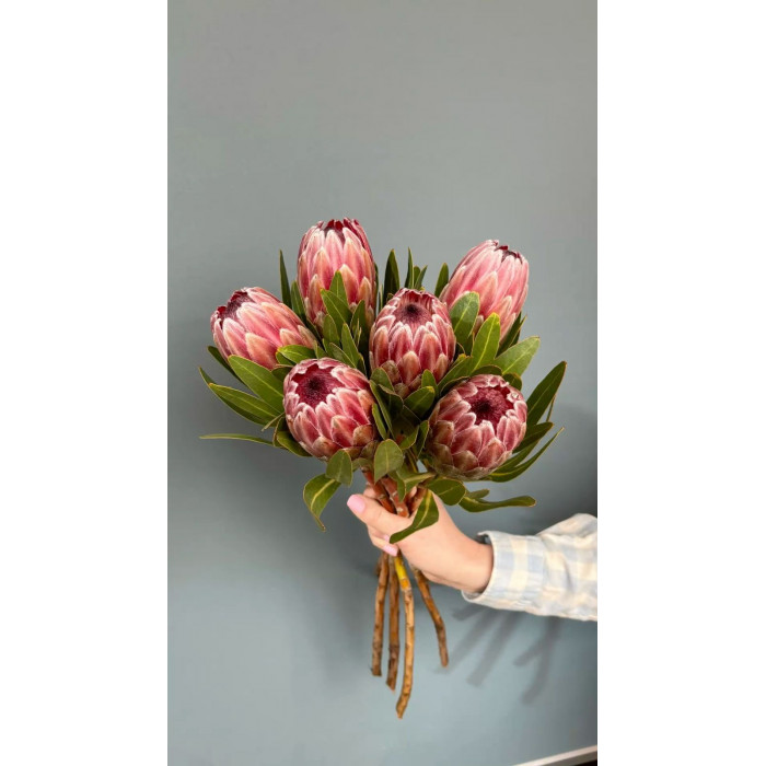 Протея в Сарыагаше