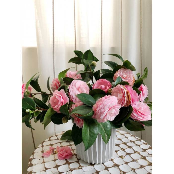 Камелия в Сарыагаше