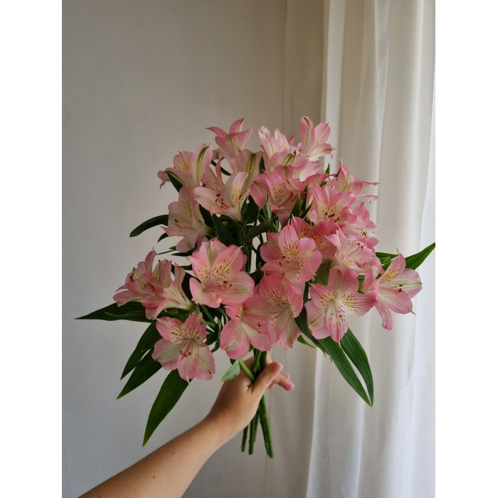 Альпиния в Сарыагаше