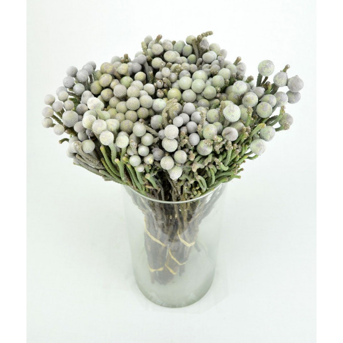 Бруния в Сарыагаше