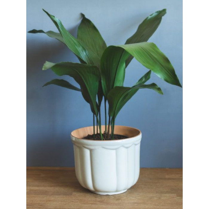 Аспидистра в Сарыагаше