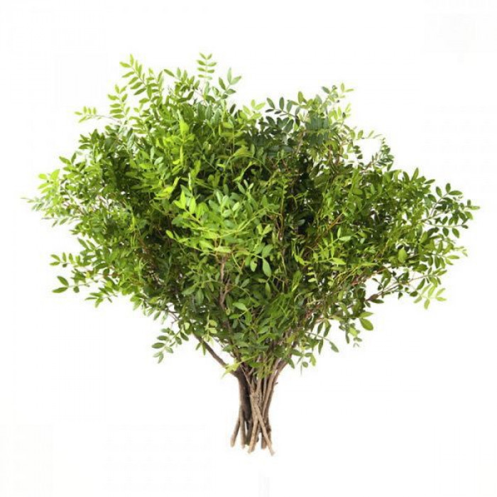 Писташ в Сарыагаше