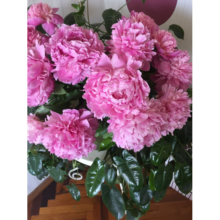 Пион древовидный в Сарыагаше