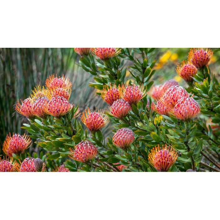 Леукоспермум в Сарыагаше