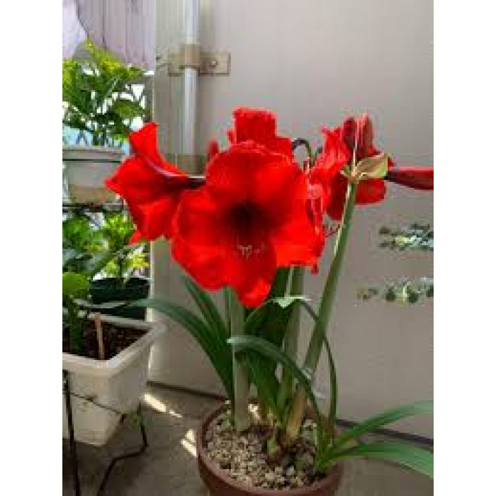 Амариллис в Сарыагаше