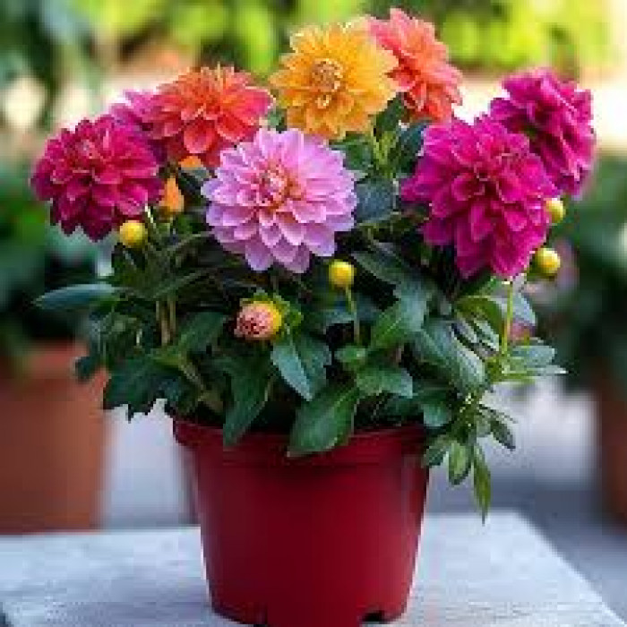 Георгины в Сарыагаше