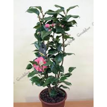 Розовая камелия