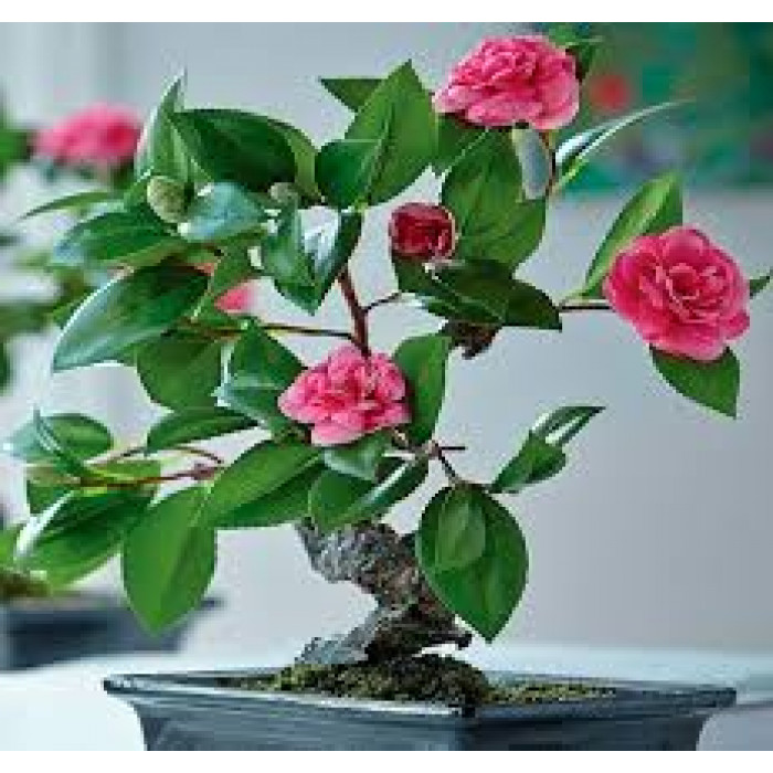 Камелия в Сарыагаше