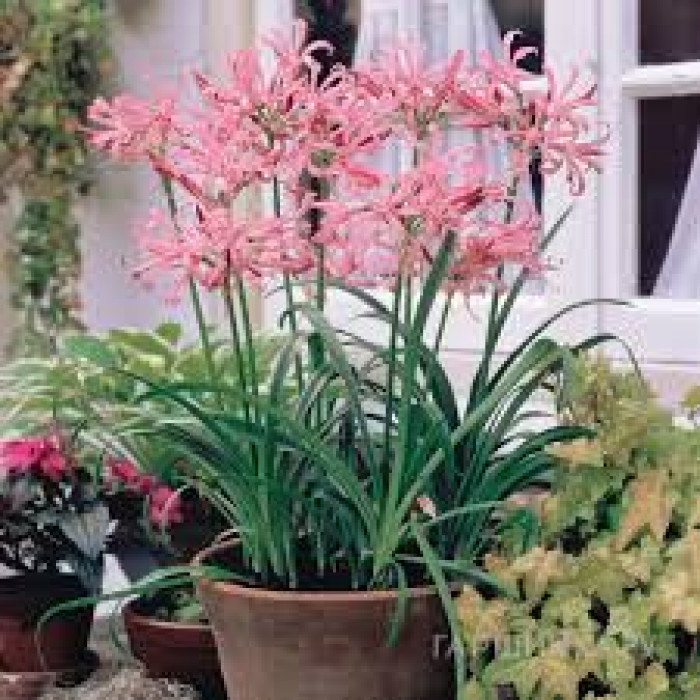 Нерине в Сарыагаше