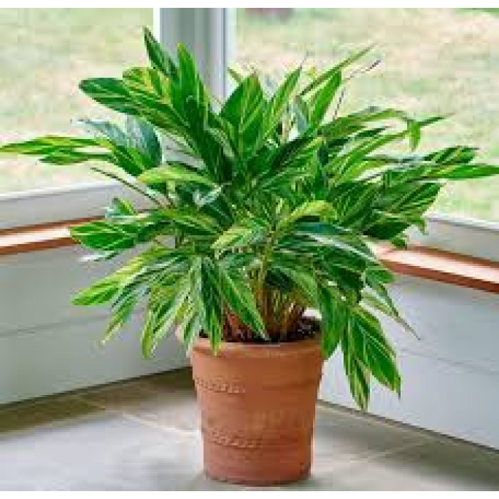 Альпиния в Сарыагаше