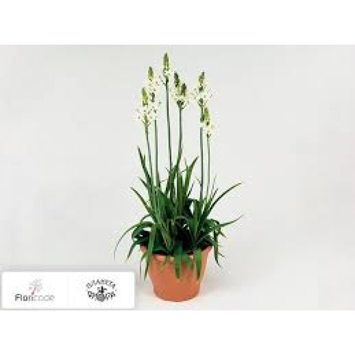 Орнитогалум в Сарыагаше