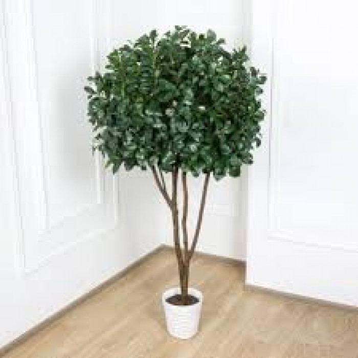 Рускус в Сарыагаше